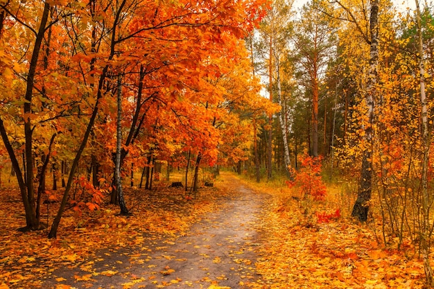 Schizzi autunnali. Paesaggio. Colori autunnali.