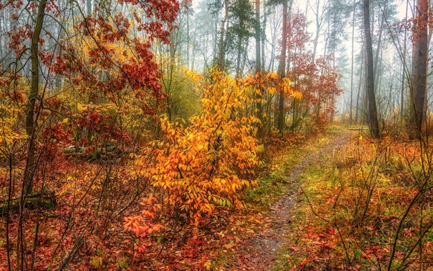 Schizzi autunnali. Paesaggio. Colori autunnali.