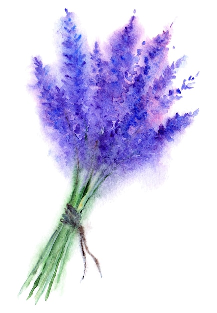 Schizzo di bouquet floreale di fiori di lavanda dell'acquerello isolato