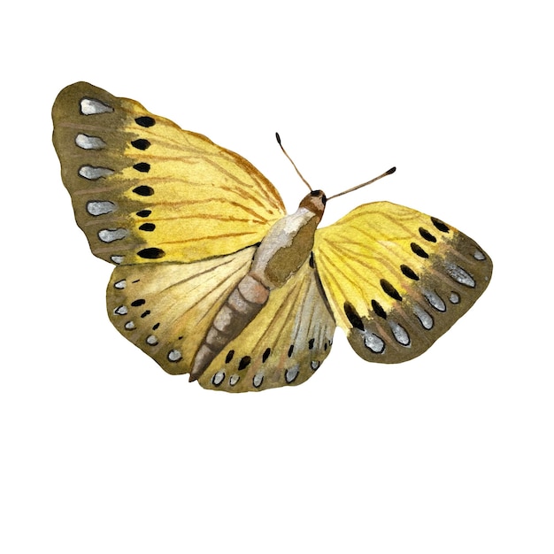 Schizzo di farfalla gialla. Un'illustrazione ad acquerello. Oggetto isolato su sfondo bianco.