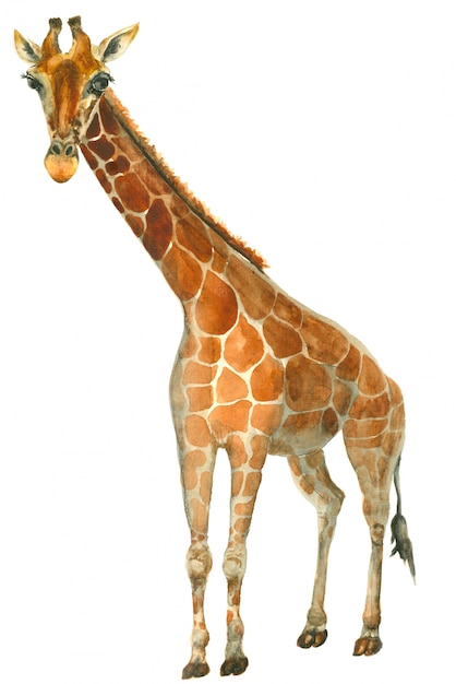 Schizzo di giraffa dell&#39;acquerello