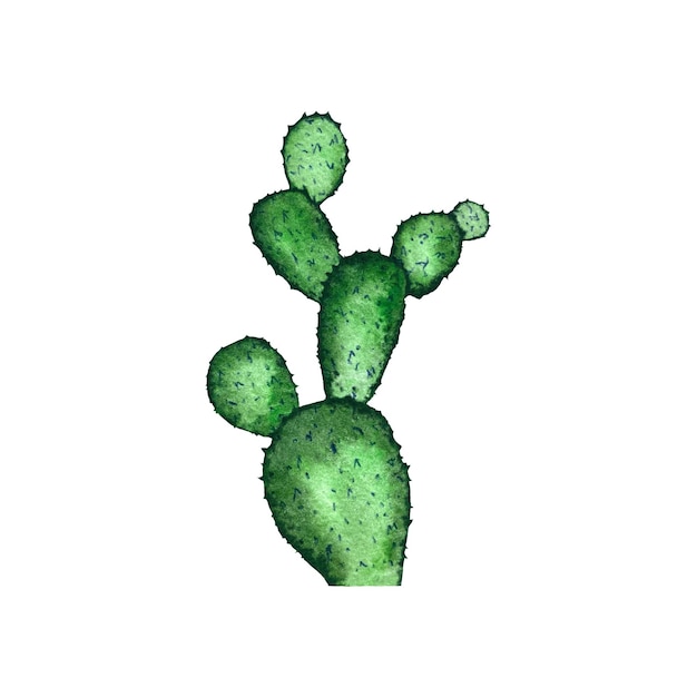 Schizzo verde della pianta del ramo del cactus. Un'illustrazione ad acquerello. Trama disegnata a mano. Dorso bianco isolato