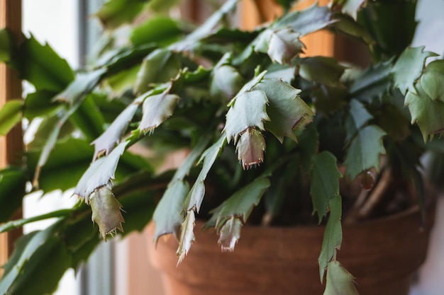 Schlumbergera truncata Pianta del cactus del Ringraziamento o del granchio che cresce nuove foglie