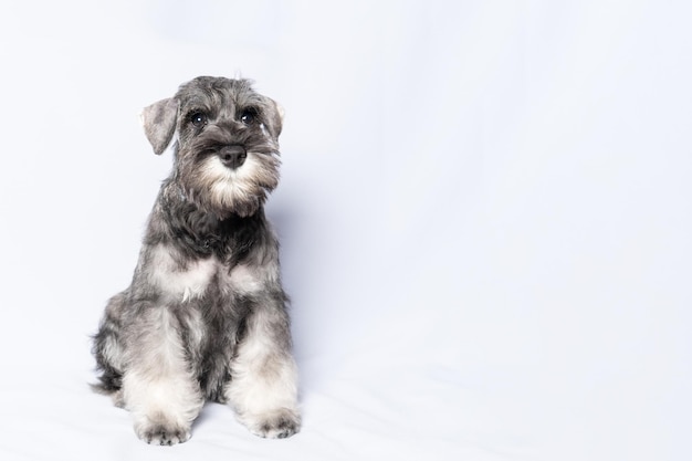 Schnauzer cane whitegrey si siede e ti guarda su uno sfondo bianco spazio copia Triste cucciolo schnauzer miniatura Closeup ritratto di un cane su sfondo bianco