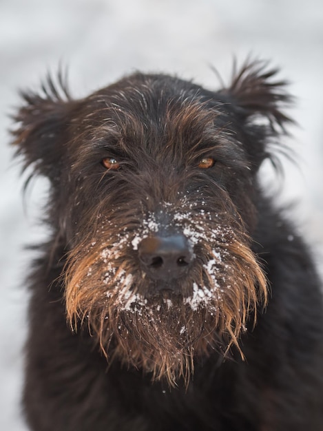 Schnauzer di cane nella neve fresca