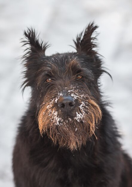 Schnauzer di cane nella neve fresca