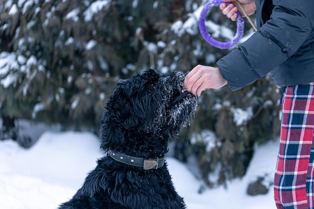 Schnauzer gigante a passeggio con il padrone nel bosco invernale