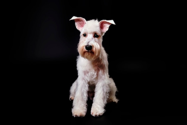 Schnauzer in miniatura bianco su sfondo nero