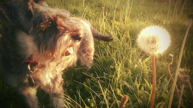 Schnauzer in miniatura in piedi accanto al dente di leone sul campo