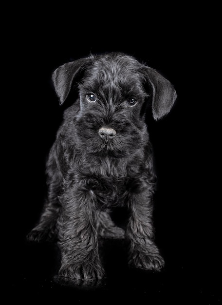 schnauzer in miniatura in studio