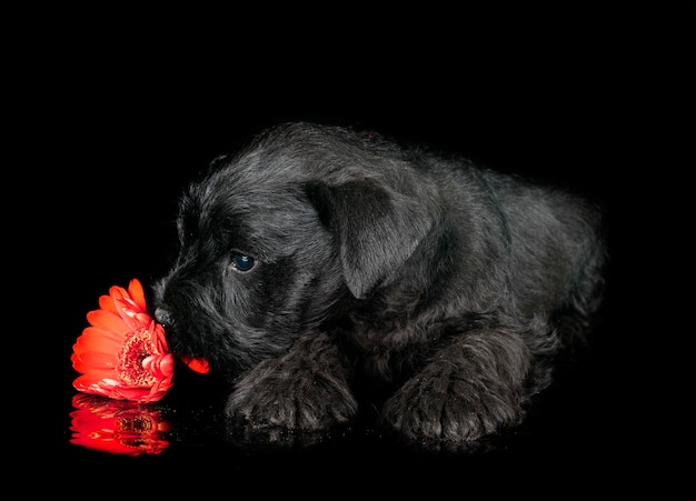 schnauzer in miniatura in studio