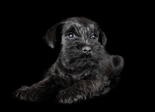 schnauzer in miniatura in studio