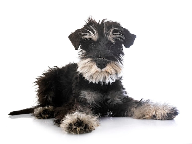 schnauzer in miniatura in studio