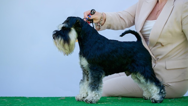 Schnauzer in miniatura nero in una vista laterale del rack