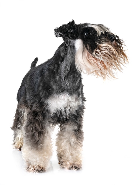 schnauzer miniatura adulto