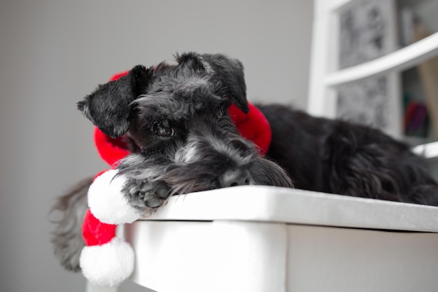 Schnauzer nano con sciarpa rossa