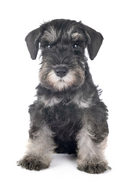 Schnauzer nano cucciolo