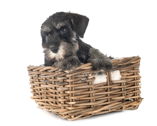 Schnauzer nano cucciolo