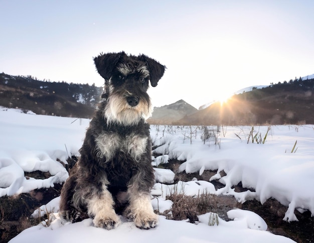 Schnauzer nano davanti allo sfondo invernale