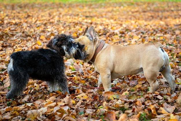 Schnauzer nano e bulldog che giocano in un prato con foglie cadute..