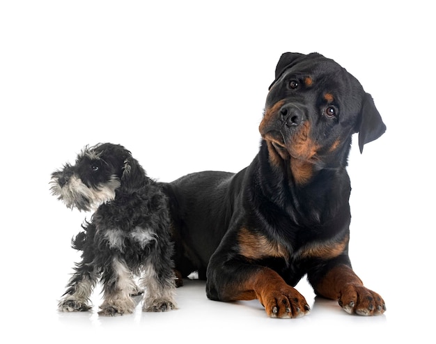 Schnauzer nano e rottweiler