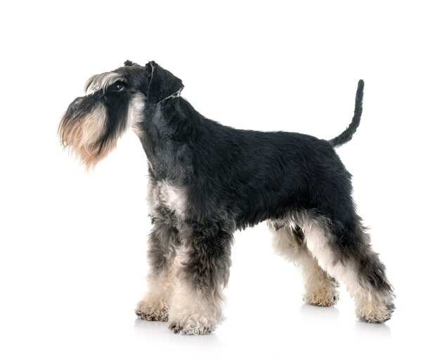 Schnauzer nano in studio