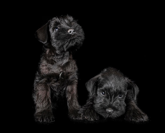 Schnauzer nano in studio