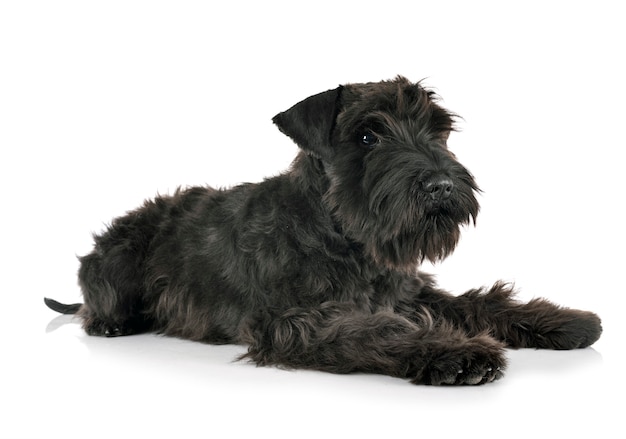 Schnauzer nano nero in studio