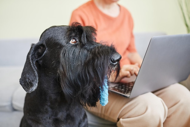 Schnauzer nero che trasporta il giocattolo al proprietario e aspetta il gioco con lei dopo il suo lavoro sul laptop