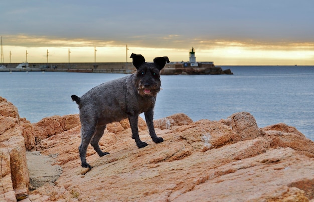 Schnauzer nero in un porto al tramonto