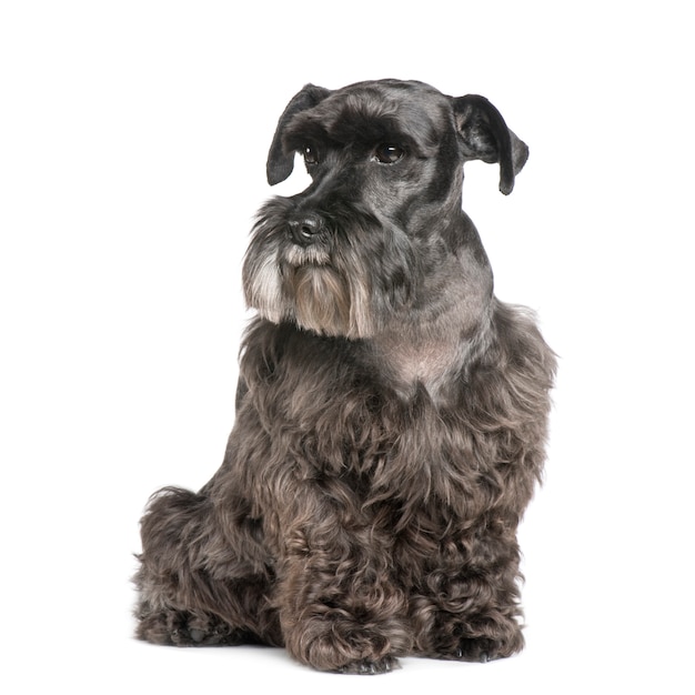 Schnauzer standard (8 anni)