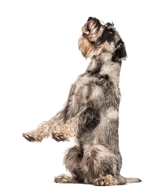 Schnauzer standard seduto su sfondo bianco