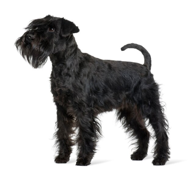 Schnauzer