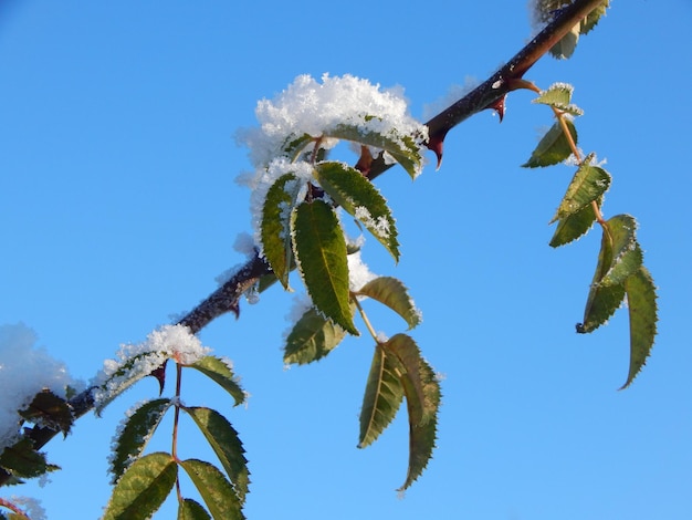 schneebedecktes Laub