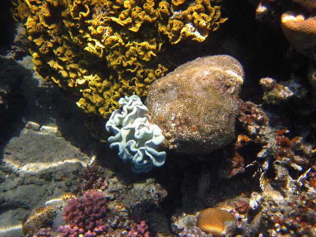 Schoene blau weisse koralle im roten meer