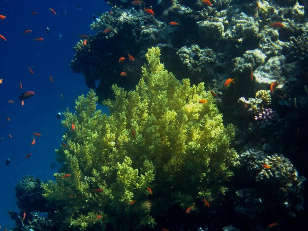 Schoene grosse gelbe koralle im roten meer aegypten