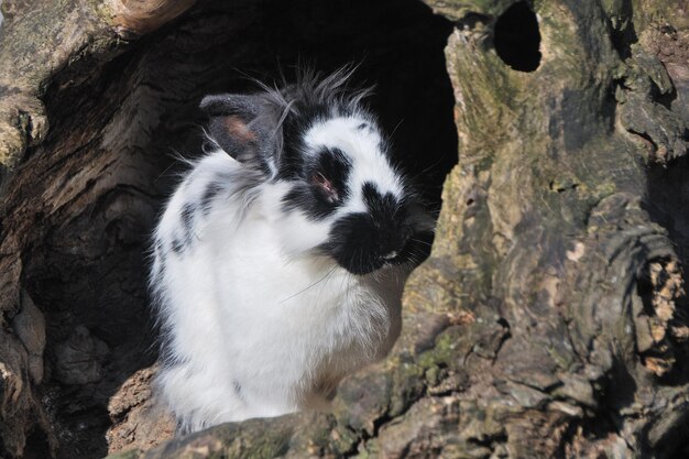 Schwarz weisser hase aus dem zoo geniesst die sonne