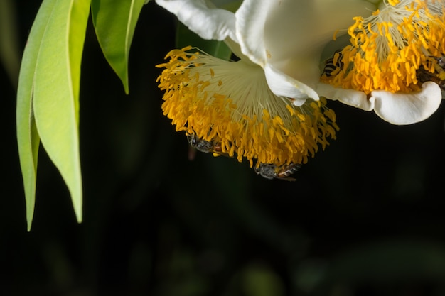 Sciame di api fiore macro