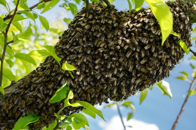 Sciame di api seduto su un albero