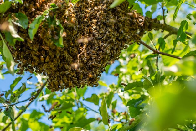 Sciame di api su un ramo di albero Foto primo piano delle api