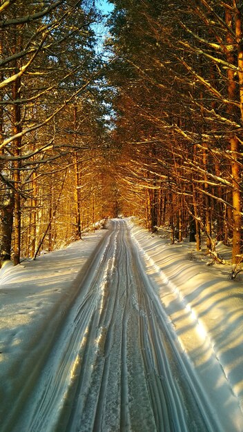 sciare nella foresta invernale