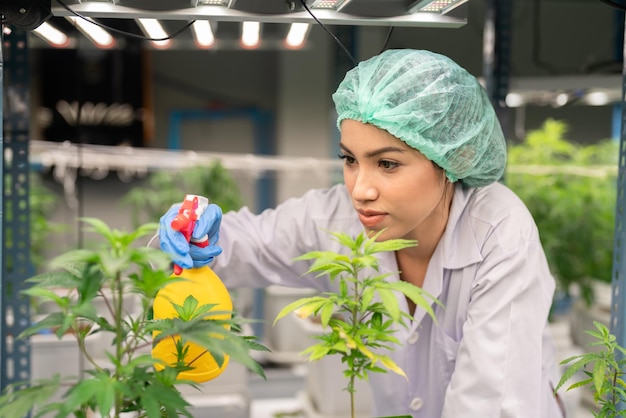 Scienziata asiatica che usa la spruzzatura di acqua sulle piante di canapa di cannabis nella fattoria di marijuana indoor