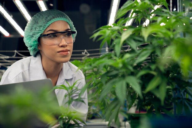 Scienziata che indossa un cappuccio di smaltimento che lavora con la sua gratificante pianta di cannabis