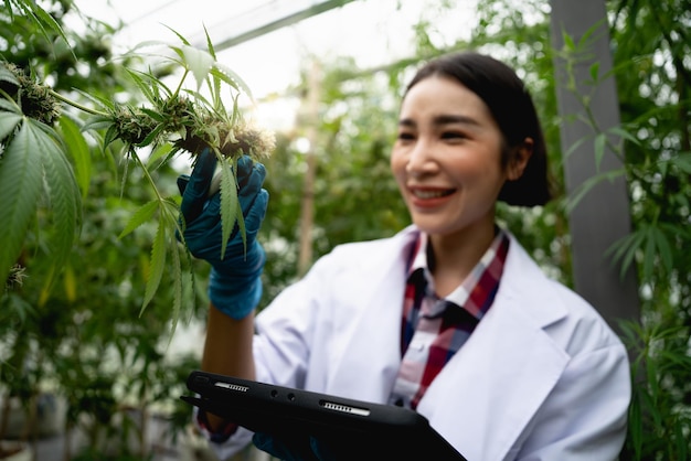 Scienziate ricercatrici esaminano il congedo di cannabis e registrano il risultato su tablet digitale Esperimenti di coltivazione di cannabis e coltivazione legale di piante di cannabis