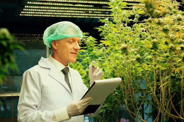 Scienziati caucasici ricercano e registrano dati dalle piante di cannabis gratificanti