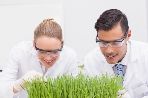 Scienziati che esaminano le piante