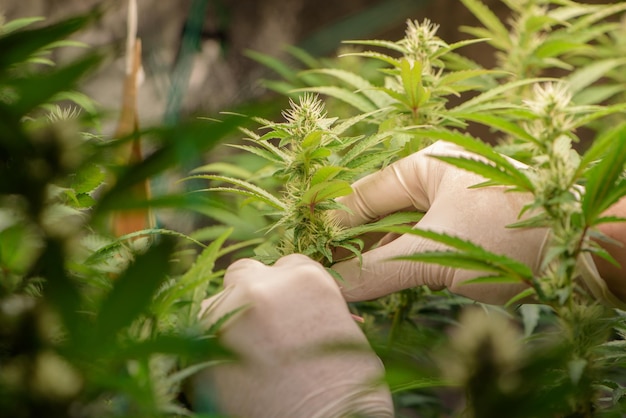 Scienziati che potano la cannabis all'interno della fattorialaboratorio di scienza della marijuana della cannabis che coltiva per aumentare la sostanza chimica del THC CBD sul fiore della cannabis Ambiente di controllo della serra della cannabis per l'industria medica
