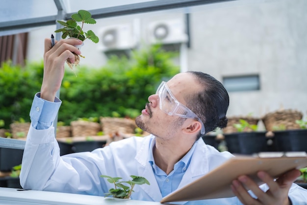 Scienziato che lavora alla ricerca in agricoltura pianta verde presso la serra del laboratorio di scienze biologiche, test di esperimento biologico per la biotecnologia alimentare medica, biologo di ecologia botanica nella crescita agricola