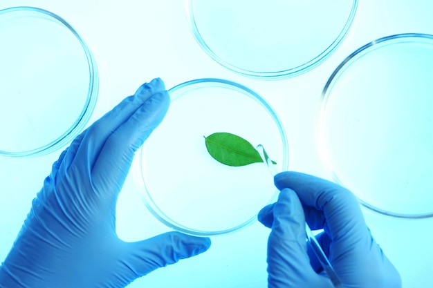 Scienziato che lavora con piastre di Petri in laboratorio
