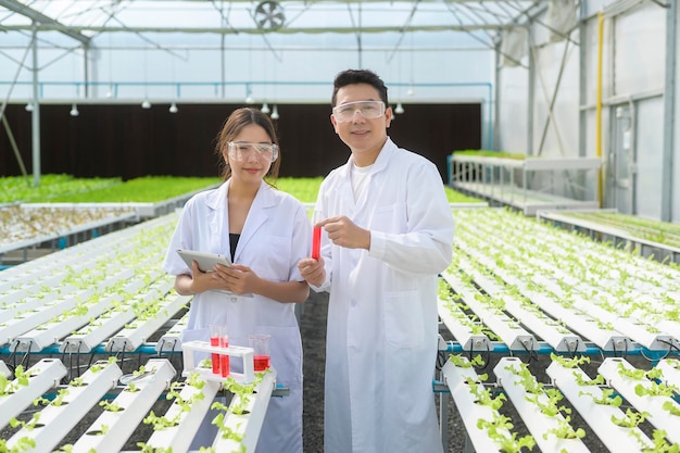 Scienziato che lavora in una fattoria idroponica in serra, cibo pulito e concetto di scienza dell'alimentazione